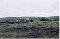 Islande200400054