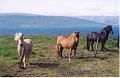 Islande200400081
