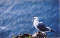 Islande200400086