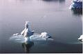 Islande200400255