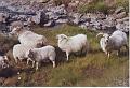 Islande200400258