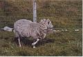 Islande200400271