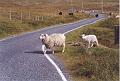 Islande200400272