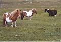 Islande200400273