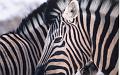namibia20030001