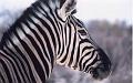 namibia20030002