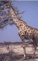 namibia20030003