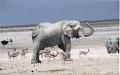 namibia20030005