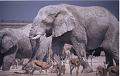 namibia20030006