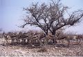 namibia20030015