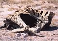 namibia20030017