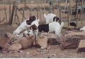 namibia20030062