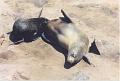 namibia20030078