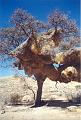 namibia20030080