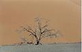 namibia20030094