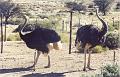 namibia20030101