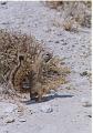 namibia20030105