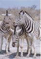 namibia20030107