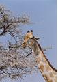 namibia20030109