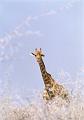 namibia20030110