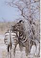 namibia20030111