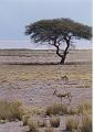 namibia20030112
