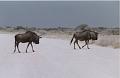 namibia20030117